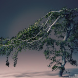 Tree with summer leaves