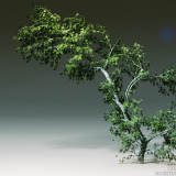 Bent tree with green leaves